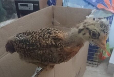 Knowing When to Help a Chick Hatch Image